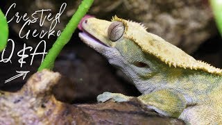 ARE THEY LOUD AT NIGHT  Crested Gecko QampA [upl. by Malamud650]