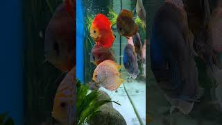 The Most Beautiful Discus Cichlids Tank Youll Ever See [upl. by Tannenbaum]