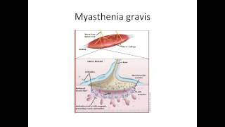 Hypersensitivity type 2 part 2 [upl. by Anitnuahs]