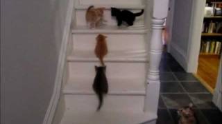 Kittens Trying to Climb Stairs [upl. by Feola]