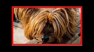 Mon Chien a Mauvaise Haleine  Que Faire [upl. by Aizirtap]