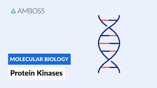 Protein Kinases Cell Signaling and Phosphorylation [upl. by Orrocos]