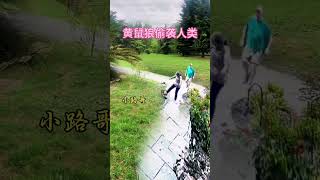 The thrilling moment of the yellow foxs sneak attack Xiaoluge Xiaoluges funny videos The confu [upl. by Akvir358]