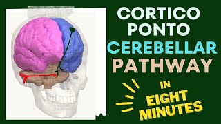 Cerebro cerebellar circuit 🧠 IN EIGHT 🎱 MINUTES [upl. by Grazia]