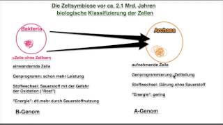 Grundlagen Mitochondrien 3 Schema [upl. by Notfol146]