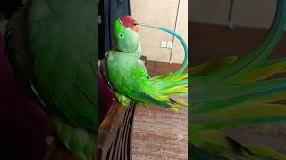 Preening Time 😊 preening parrot ytshorts [upl. by Ynohtnaed380]