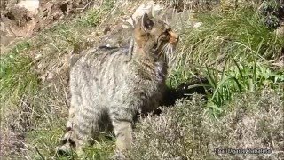 Basakatua  Gato montés Felis silvestris [upl. by Shelburne831]