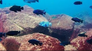 Maingano Island Lake Malawi  African Cichlids  HD Underwater Footage [upl. by Pearse]