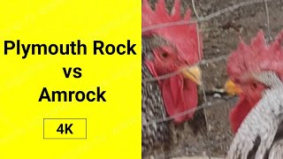 Plymouth Rock vs Amrock [upl. by Ettegirb461]