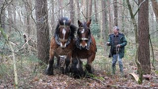 A team of 2 Belgian draft horses pull a long and heavy log [upl. by Adnih]