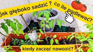 jak głęboko sadzić pomidory kiedy zacząć nawozić [upl. by Solana510]