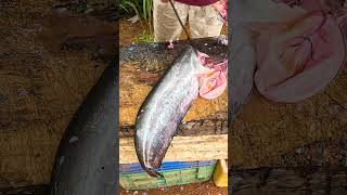 Giant Live Wallago Attu Fish Cutting Skill shorts [upl. by Ahsekram]