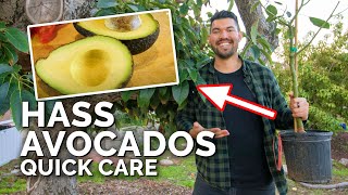 How to Grow Hass Avocados Quick Care Guide [upl. by Thayne]