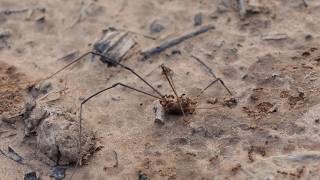 Fire Ants swarm Harvestman on its last legs feat Tiger Beetle [upl. by Enaols380]