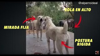 DOS 🐕 ALABAI PODEROSOS🐕 EN CONFLICTO 👿 POR LA COMIDA🥩🦴 [upl. by Oinotla]