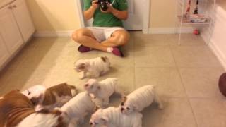 English Bulldog Puppies 8 weeks old [upl. by Adiana966]