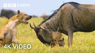 Newborn Wildebeest Immediately Hunted by Predators  A Perfect Planet  4K UHD  BBC Earth [upl. by Tait181]