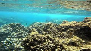 Hawaii 24 First time snorkeling [upl. by Jabin454]