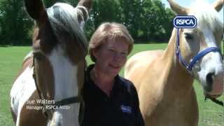 Adopting an RSPCA rescue horse [upl. by Pruchno715]