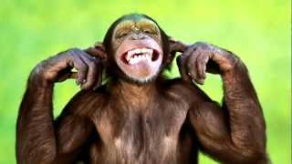 Monkey amp Chimpanzee Sounds and Pictures  Learn The Sound A Chimpanzees and Monkeys make [upl. by Shanney]