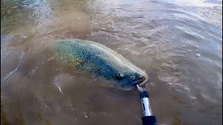 Murray Cod fishing Deniliquin on the Edward River Coddog Lures [upl. by Ardried]