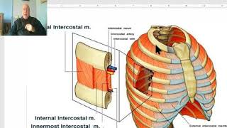 Anatomy of the thorax 2023 Muscles of the thorax by Dr Wahdan [upl. by Brunk666]