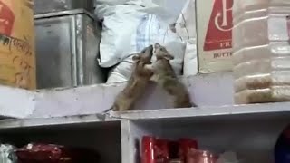 Funny Rat fighting [upl. by Kcired]