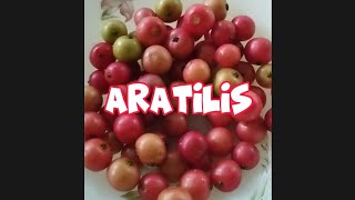 aratilis fruit buhayprobinsya harvesting [upl. by Folly791]