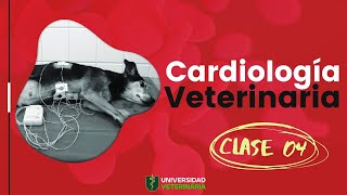 CARDIOLOGÍA VETERINARIA  CLASE 04 [upl. by Blasius435]