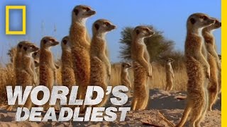 Meerkats Mob Rule  Worlds Deadliest [upl. by Inama]