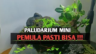 PALUDARIUM LOW BUDGET PALUDARIUM MINI PALUDARIUM UNTUK PUMULA paludariumindonesia paludarium [upl. by Nylzaj893]