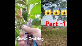 Guava grafting trending graftingresult terracegarden horticulturevibes farming gardening [upl. by Joseph900]