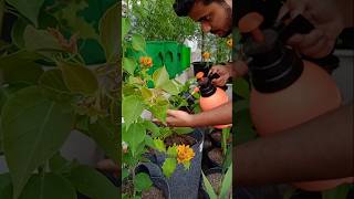 इस दवाई से पौधों में कभी रोग नहीं लगेगा ✅ youtubeshorts gardening shorts [upl. by Benn963]