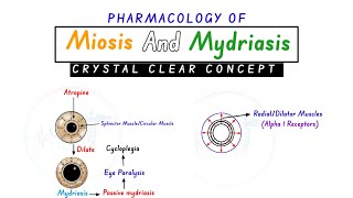 Miosis And Mydriasis  Pharmacology Of Miosis And Mydriasis  Miosis And Mydriasis Concept [upl. by Yesnek369]