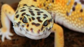 ULTIMATE LEOPARD GECKO BREEDING SETUP SnakeBytesTV [upl. by Sorodoeht]