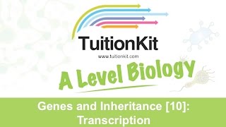 Genes and Inheritance 10 Transcription High band Biology [upl. by Akinoj]