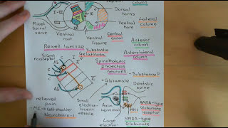 Pain and Analgesic Drugs Part 4 [upl. by Refitsirhc]