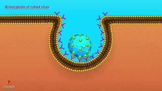 Entry of Virus into Host Cell  Microbiology Animations [upl. by Fonseca]