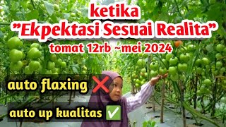 Harga Tomat 2024  Dokumentasi random pertanian petanimilenialgisting [upl. by Aleemaj]