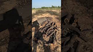 Kikar  Vachellia Nilotica farming villagelife trees [upl. by Kerekes]