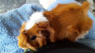 I Have A CRAZY Guinea Pig😂💖 guineapig eating parsley cute funny [upl. by Margetts]