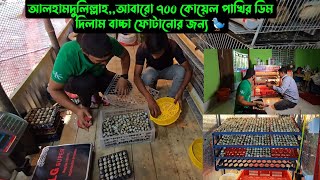 আলহামদুলিল্লাহআবারো ৭০০ কোয়েল পাখির ডিম দিলাম বাচ্চা ফোটানোর জন্য 🐦 [upl. by Aicilat643]