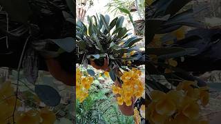 Dicas de cultivo Dendrobium Agregatum orquideas [upl. by Amieva120]