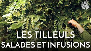 Les tilleuls en salades et en infusions [upl. by Anyah]