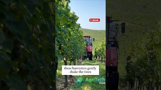 GRAPE Harvesting Like a PRO with Advanced Machines [upl. by Neehcas]