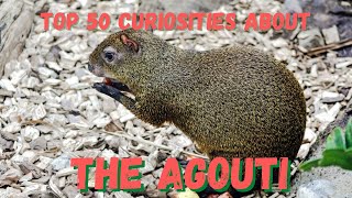 Top 50 Curiosities about the Agouti [upl. by Hoes]