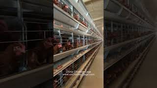 China Chicken Cage  Layer cages  Poultry automated farming equipment [upl. by Santiago]