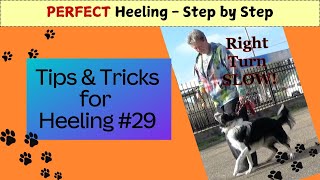 29  Right Turn Slow Intro  Perfect Heeling Step By Step  Training of a Competition Puppy [upl. by Elleuqar24]