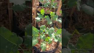 How to Support Brocolli Plants brócoli garden gardening support health [upl. by Gerius633]