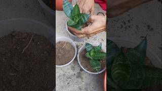 Sensevieria plant propagation garden shorts Binarofficial [upl. by Baal]